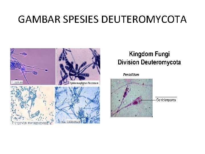 GAMBAR SPESIES DEUTEROMYCOTA 