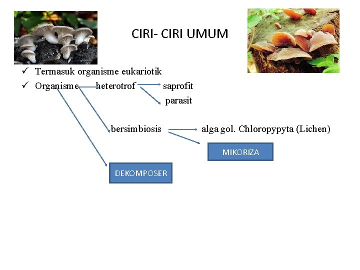 CIRI- CIRI UMUM ü Termasuk organisme eukariotik ü Organisme heterotrof saprofit parasit bersimbiosis alga