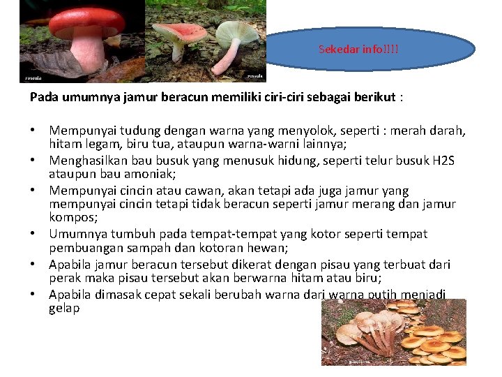 Sekedar info!!!! Pada umumnya jamur beracun memiliki ciri-ciri sebagai berikut : • Mempunyai tudung