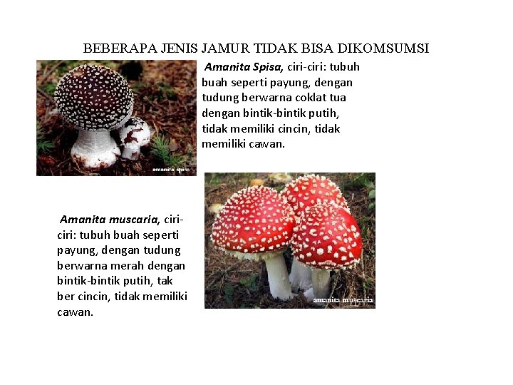 BEBERAPA JENIS JAMUR TIDAK BISA DIKOMSUMSI Amanita Spisa, ciri-ciri: tubuh buah seperti payung, dengan