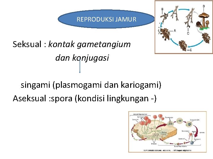 REPRODUKSI JAMUR Seksual : kontak gametangium dan konjugasi singami (plasmogami dan kariogami) Aseksual :