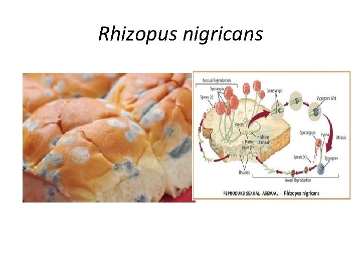 Rhizopus nigricans 