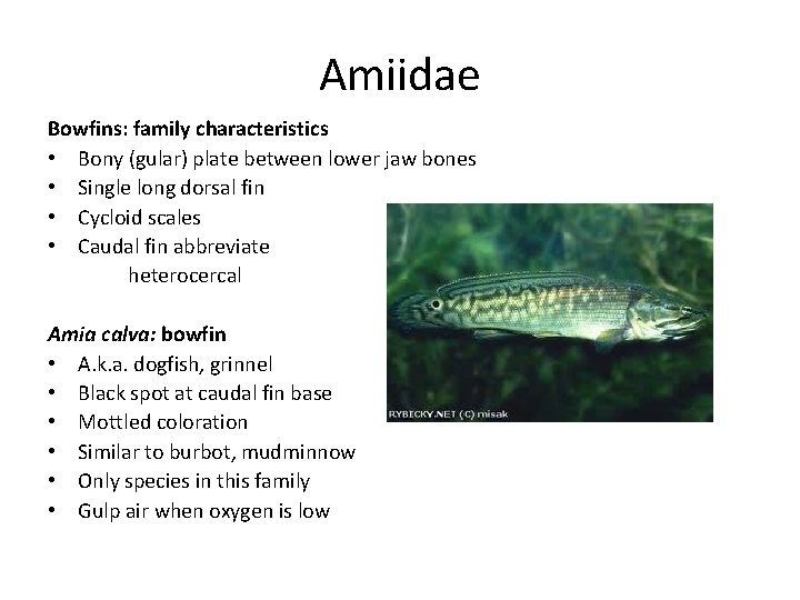Amiidae Bowfins: family characteristics • Bony (gular) plate between lower jaw bones • Single Amiidae Bowfins: family characteristics • Bony (gular) plate between lower jaw bones • Single