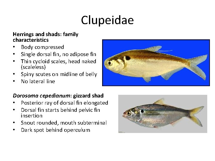 Clupeidae Herrings and shads: family characteristics • Body compressed • Single dorsal fin, no Clupeidae Herrings and shads: family characteristics • Body compressed • Single dorsal fin, no