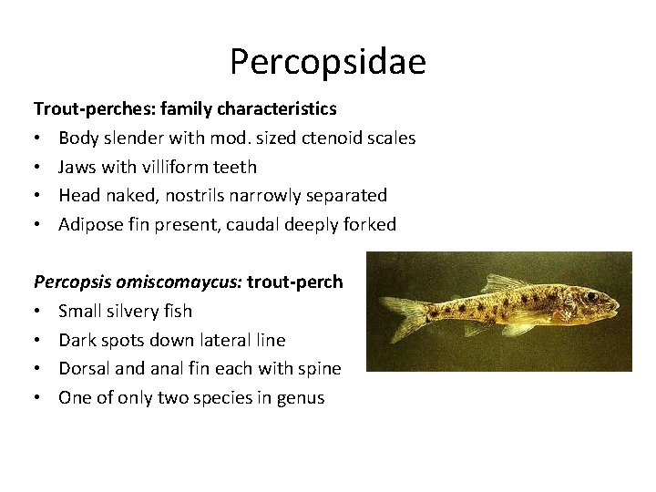 Percopsidae Trout-perches: family characteristics • Body slender with mod. sized ctenoid scales • Jaws Percopsidae Trout-perches: family characteristics • Body slender with mod. sized ctenoid scales • Jaws