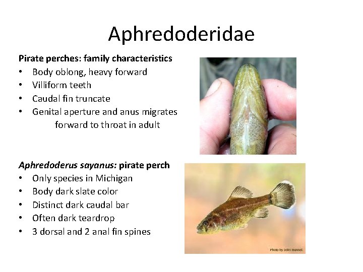 Aphredoderidae Pirate perches: family characteristics • Body oblong, heavy forward • Villiform teeth • Aphredoderidae Pirate perches: family characteristics • Body oblong, heavy forward • Villiform teeth •