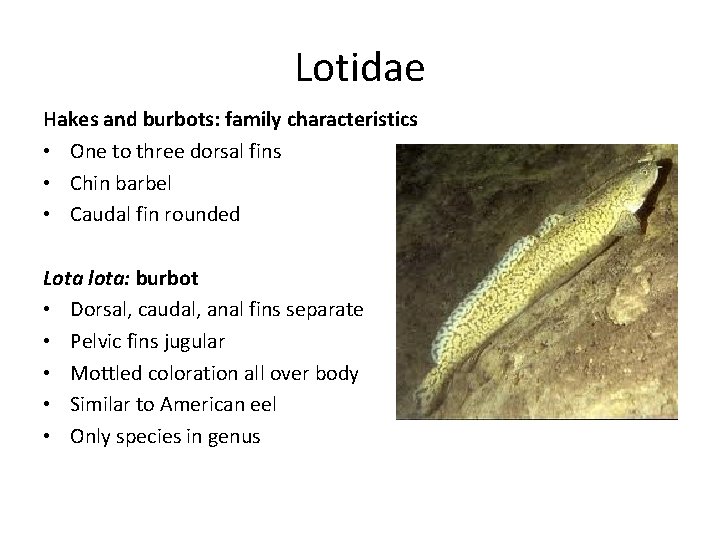 Lotidae Hakes and burbots: family characteristics • One to three dorsal fins • Chin Lotidae Hakes and burbots: family characteristics • One to three dorsal fins • Chin