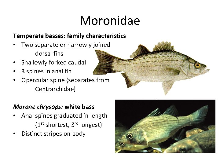 Moronidae Temperate basses: family characteristics • Two separate or narrowly joined dorsal fins • Moronidae Temperate basses: family characteristics • Two separate or narrowly joined dorsal fins •