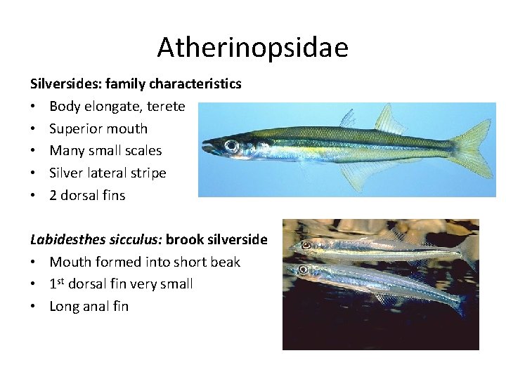 Atherinopsidae Silversides: family characteristics • Body elongate, terete • Superior mouth • Many small Atherinopsidae Silversides: family characteristics • Body elongate, terete • Superior mouth • Many small