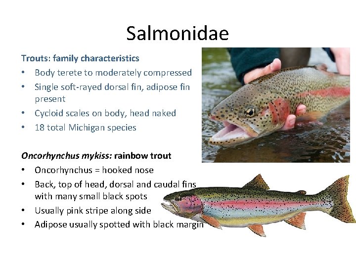 Salmonidae Trouts: family characteristics • Body terete to moderately compressed • Single soft-rayed dorsal Salmonidae Trouts: family characteristics • Body terete to moderately compressed • Single soft-rayed dorsal