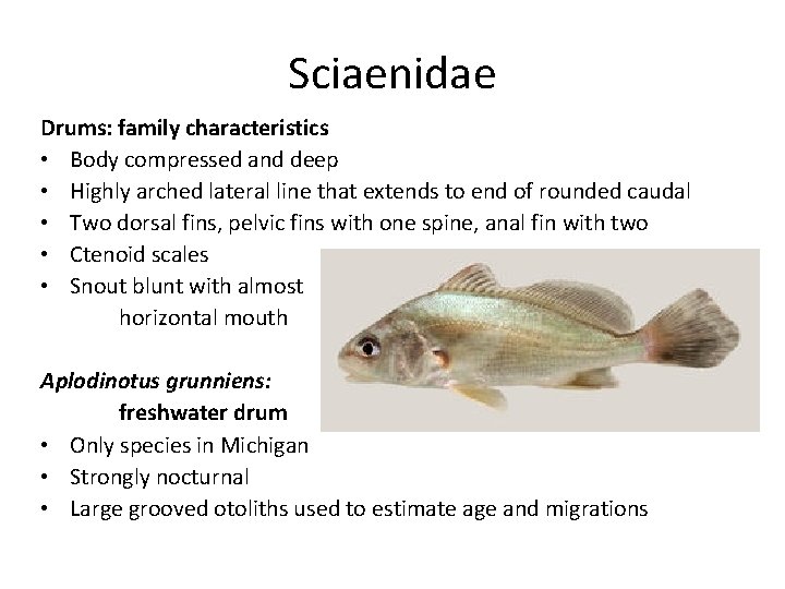 Sciaenidae Drums: family characteristics • Body compressed and deep • Highly arched lateral line Sciaenidae Drums: family characteristics • Body compressed and deep • Highly arched lateral line