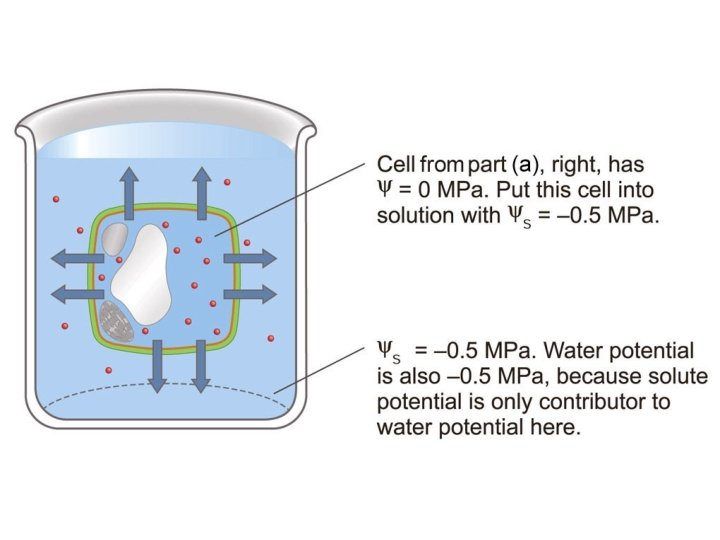 Water potential 