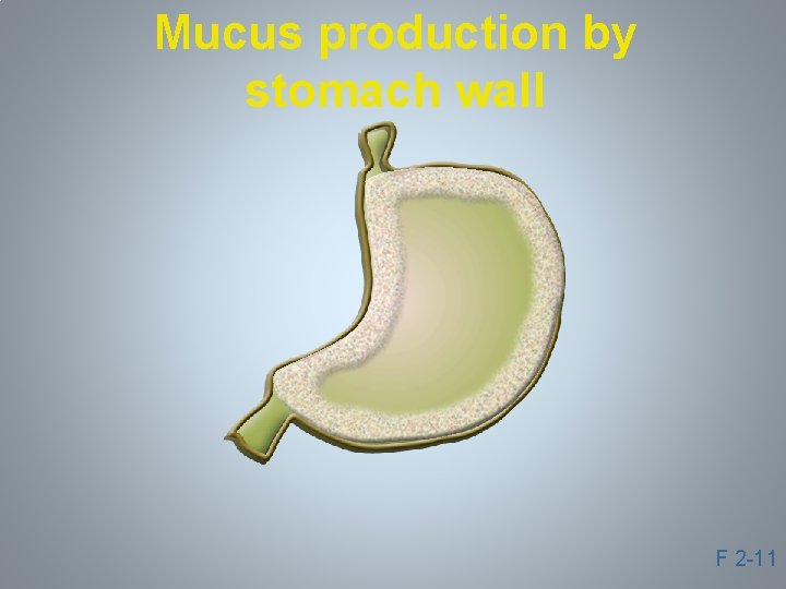 Mucus production by stomach wall F 2 -11 