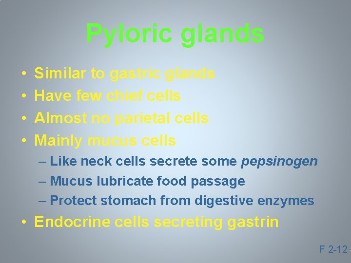 Pyloric glands • • Similar to gastric glands Have few chief cells Almost no