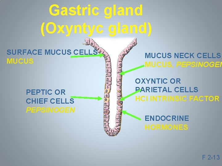 Gastric gland (Oxyntyc gland) SURFACE MUCUS CELLS MUCUS PEPTIC OR CHIEF CELLS PEPSINOGEN MUCUS