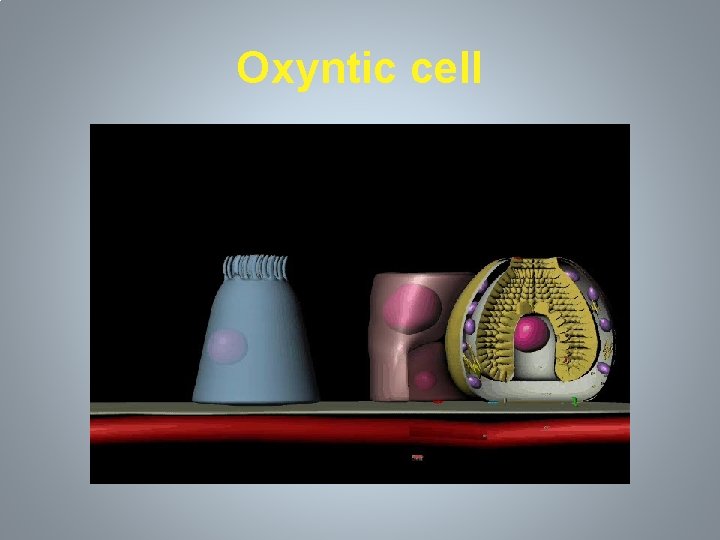 Oxyntic cell 