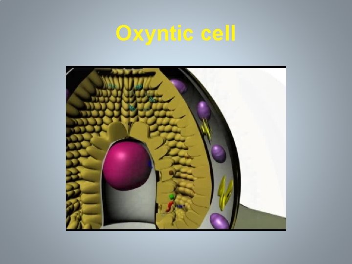 Oxyntic cell 
