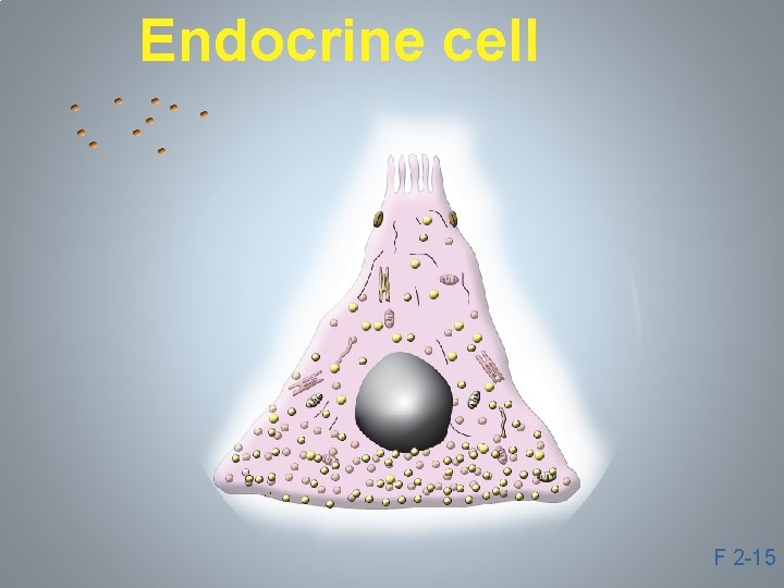 Endocrine cell F 2 -15 