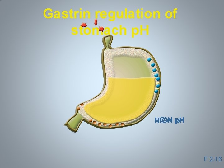 Gastrin regulation of stomach p. H LOW p. H HIGH p. H F 2