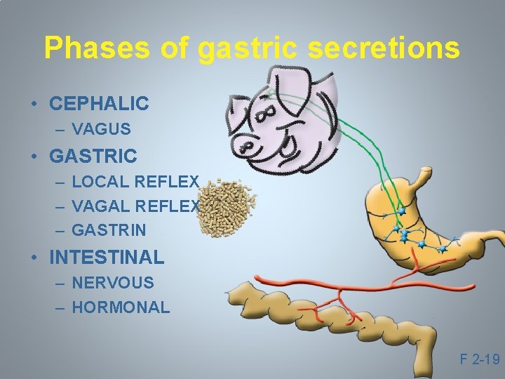 Phases of gastric secretions • CEPHALIC – VAGUS • GASTRIC – LOCAL REFLEX –