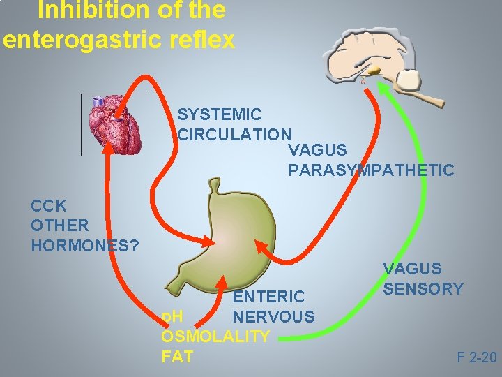 Inhibition of the enterogastric reflex SYSTEMIC CIRCULATION VAGUS PARASYMPATHETIC CCK OTHER HORMONES? ENTERIC p.