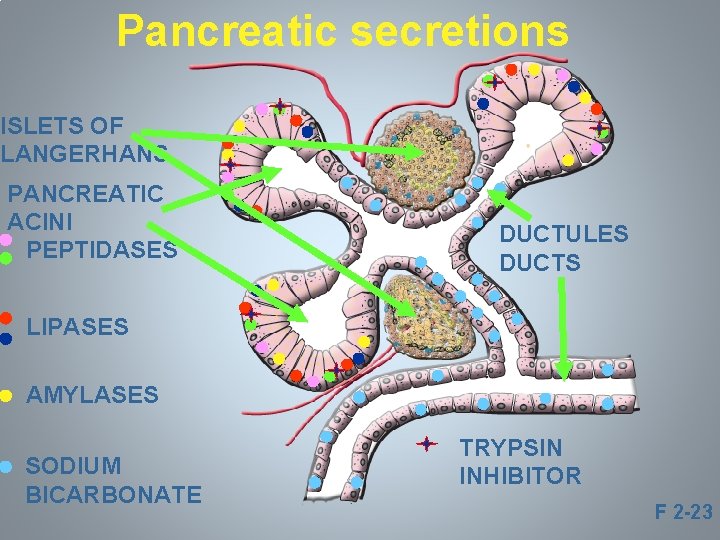 Pancreatic secretions ISLETS OF LANGERHANS PANCREATIC ACINI PEPTIDASES DUCTULES DUCTS LIPASES AMYLASES SODIUM BICARBONATE