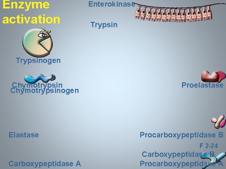 Enzyme activation Enterokinase Trypsinogen Chymotrypsinogen Elastase Proelastase Procarboxypeptidase B F 2 -24 Carboxypeptidase A