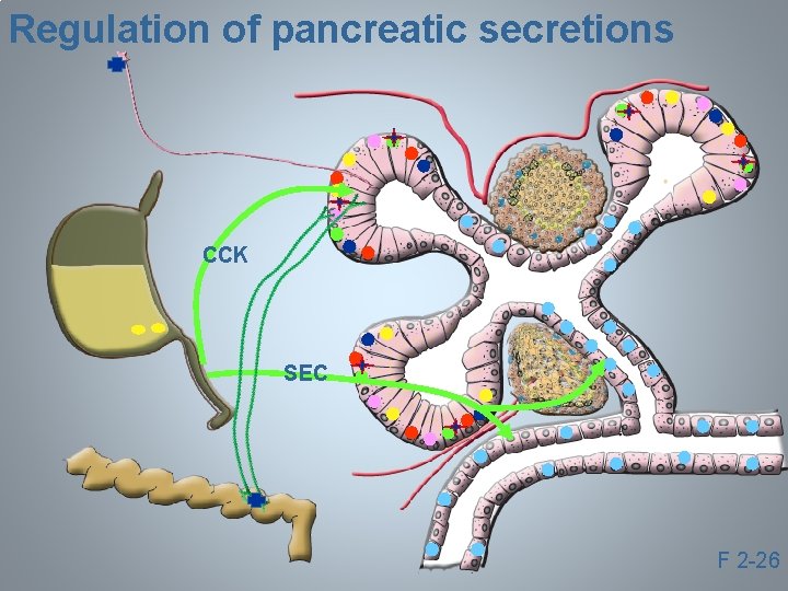 Regulation of pancreatic secretions CCK SEC F 2 -26 