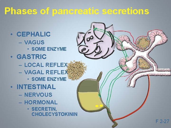 Phases of pancreatic secretions • CEPHALIC – VAGUS • SOME ENZYME • GASTRIC –