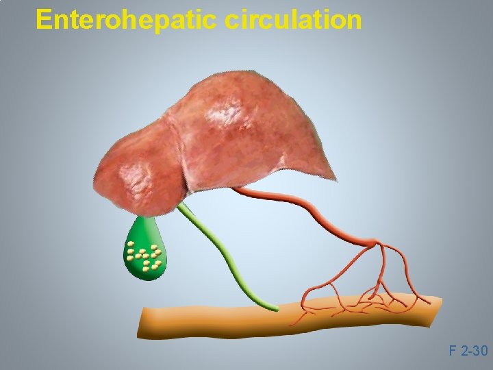 Enterohepatic circulation F 2 -30 