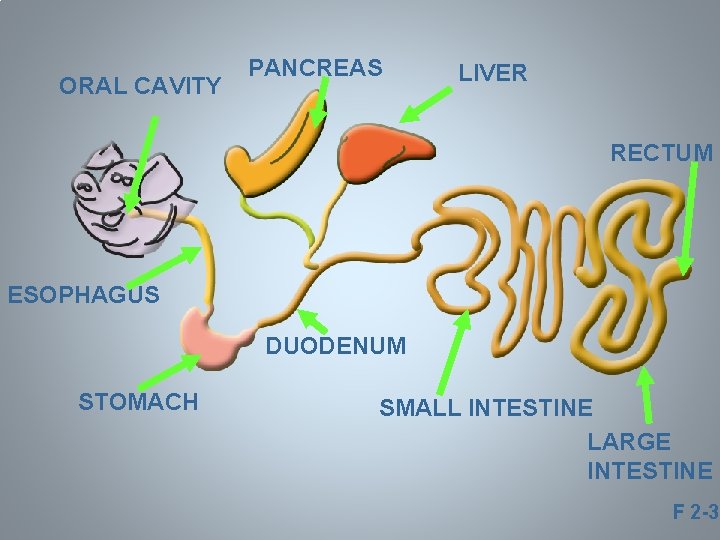 ORAL CAVITY PANCREAS LIVER RECTUM ESOPHAGUS DUODENUM STOMACH SMALL INTESTINE LARGE INTESTINE F 2