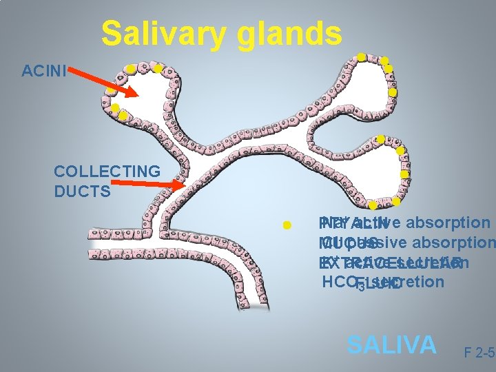 Salivary glands ACINI COLLECTING DUCTS Na+ active absorption PTYALIN Cl- passive absorption MUCUS K+