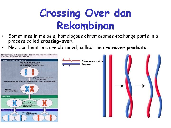 Crossing Over dan Rekombinan • Sometimes in meiosis, homologous chromosomes exchange parts in a