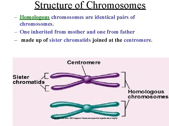 Structure of Chromosomes – Homologous chromosomes are identical pairs of chromosomes. – One inherited