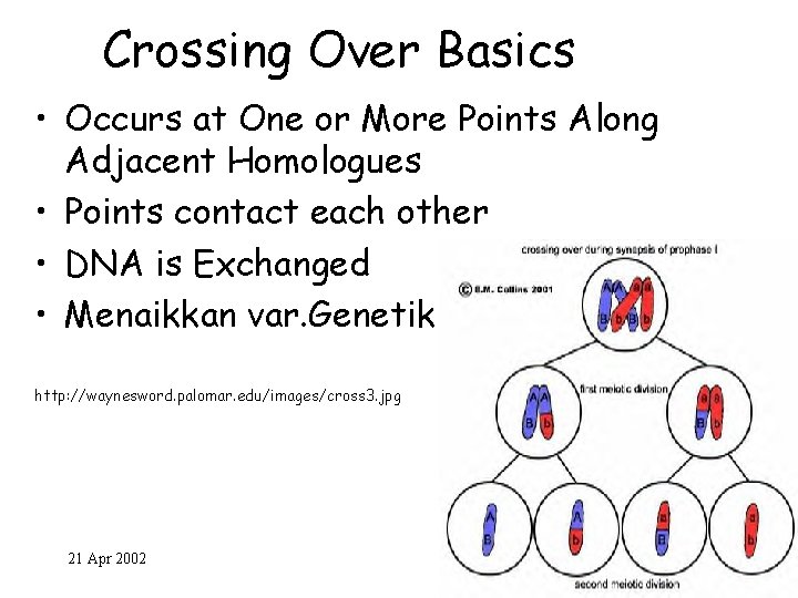 Crossing Over Basics • Occurs at One or More Points Along Adjacent Homologues •