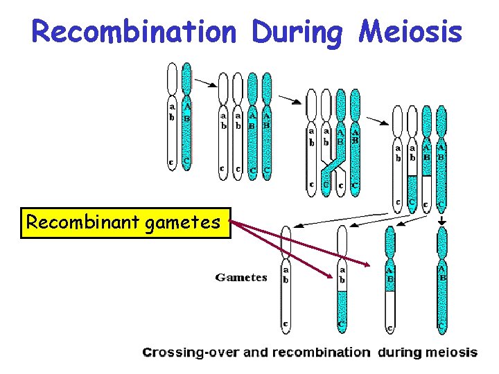 Recombination During Meiosis Recombinant gametes 