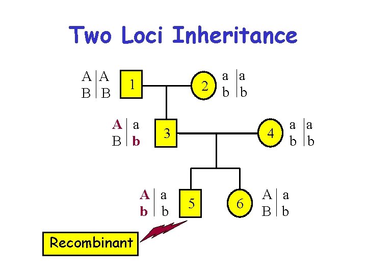 Two Loci Inheritance A A B B a a 2 b b 1 A
