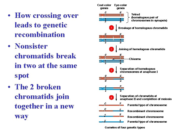 Coat-color genes • How crossing over leads to genetic recombination • Nonsister chromatids break