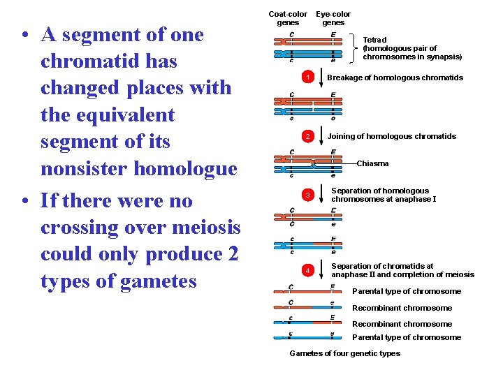  • A segment of one chromatid has changed places with the equivalent segment