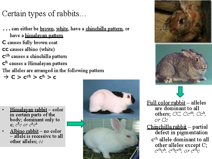 Certain types of rabbits… …can either be brown, white, have a chinchilla pattern, or