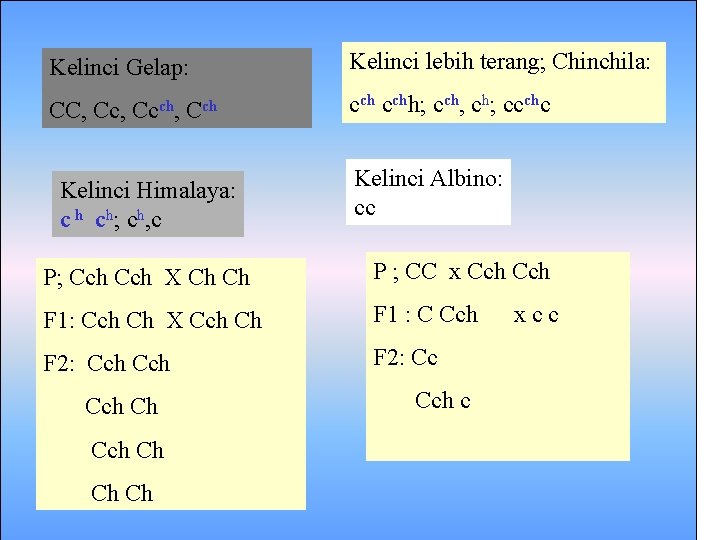 Kelinci Gelap: Kelinci lebih terang; Chinchila: CC, Ccch, Cch cchh; cch, ch; ccchc Kelinci