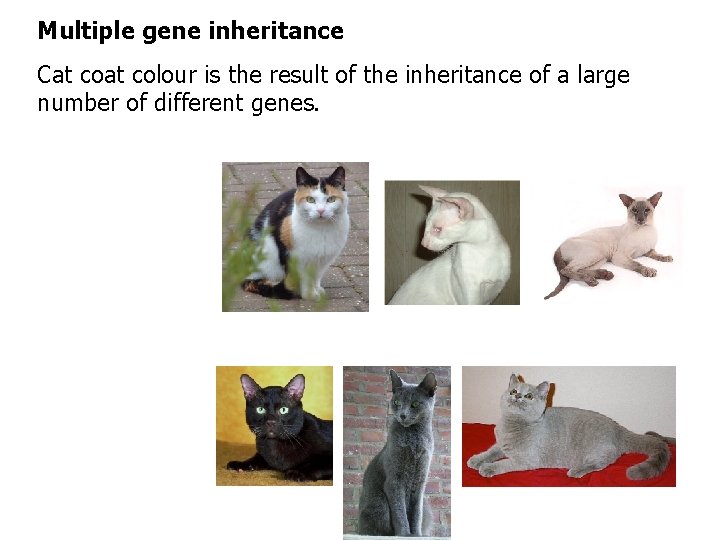 Multiple gene inheritance Cat colour is the result of the inheritance of a large