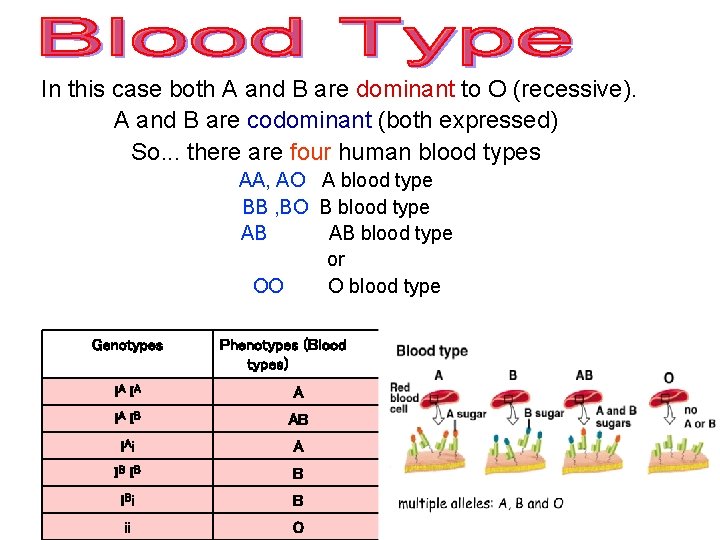 In this case both A and B are dominant to O (recessive). A and