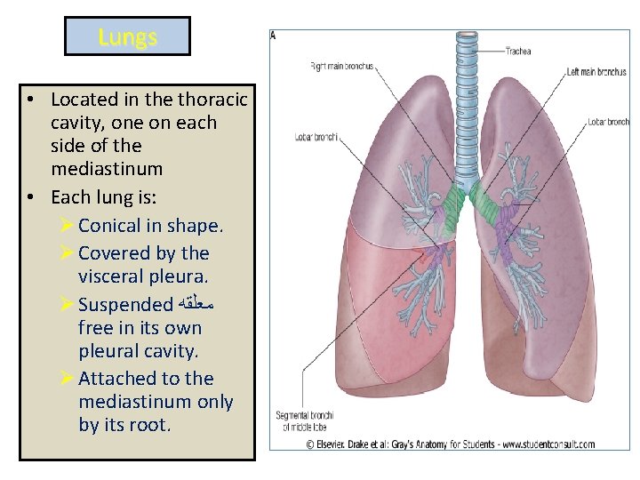 Lungs • Located in the thoracic cavity, one on each side of the mediastinum