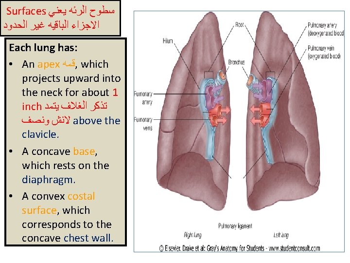 Surfaces ﺳﻄﻮﺡ ﺍﻟﺮﺋﻪ ﻳﻌﻨﻲ ﺍﻻﺟﺰﺍﺀ ﺍﻟﺒﺎﻗﻴﻪ ﻏﻴﺮ ﺍﻟﺤﺪﻭﺩ Each lung has: • An apex
