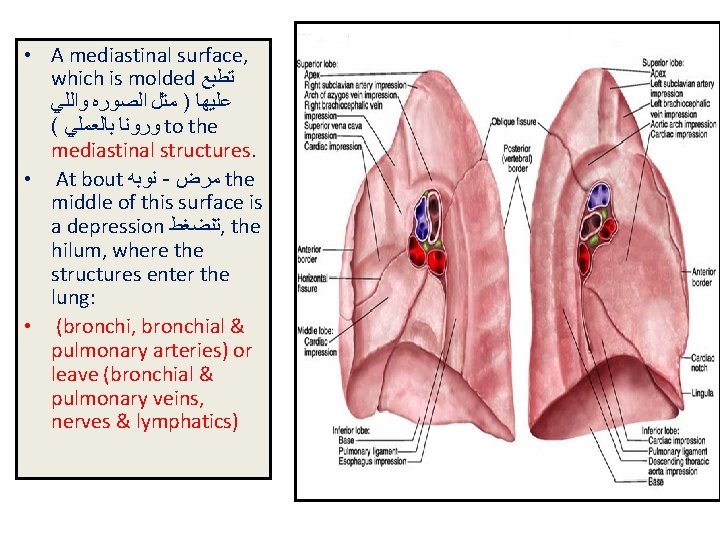  • A mediastinal surface, which is molded ﺗﻄﺒﻊ ﻋﻠﻴﻬﺎ ) ﻣﺜﻞ ﺍﻟﺼﻮﺭﻩ ﻭﺍﻟﻠﻲ