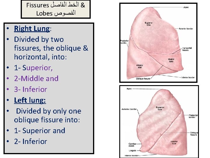 Fissures & ﺍﻟﺨﻂ ﺍﻟﻔﺎﺻﻞ Lobes ﺍﻟﻔﺼﻮﺹ • Right Lung: • Divided by two fissures,