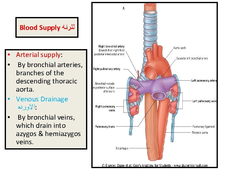 Blood Supply ﻟﻠﺮﺋﻪ • Arterial supply: • By bronchial arteries, branches of the descending