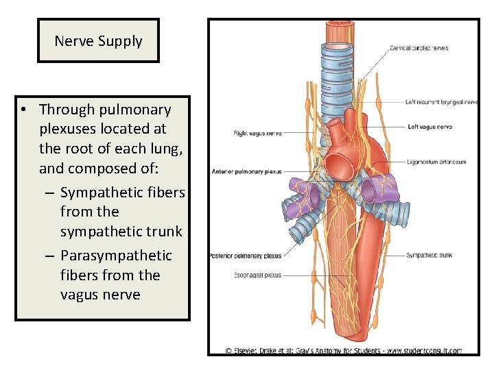 Nerve Supply • Through pulmonary plexuses located at the root of each lung, and