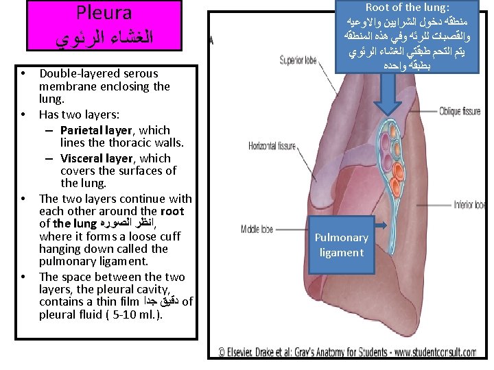 Pleura ﺍﻟﻐﺸﺎﺀ ﺍﻟﺮﺋﻮﻱ • Double-layered serous membrane enclosing the lung. • Has two layers: